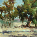 San Eligo Eucalyptus